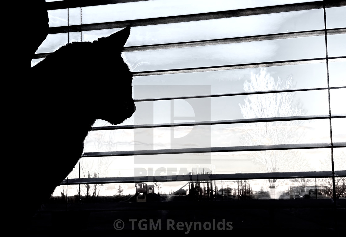 "Cat silhouette watching the world" stock image