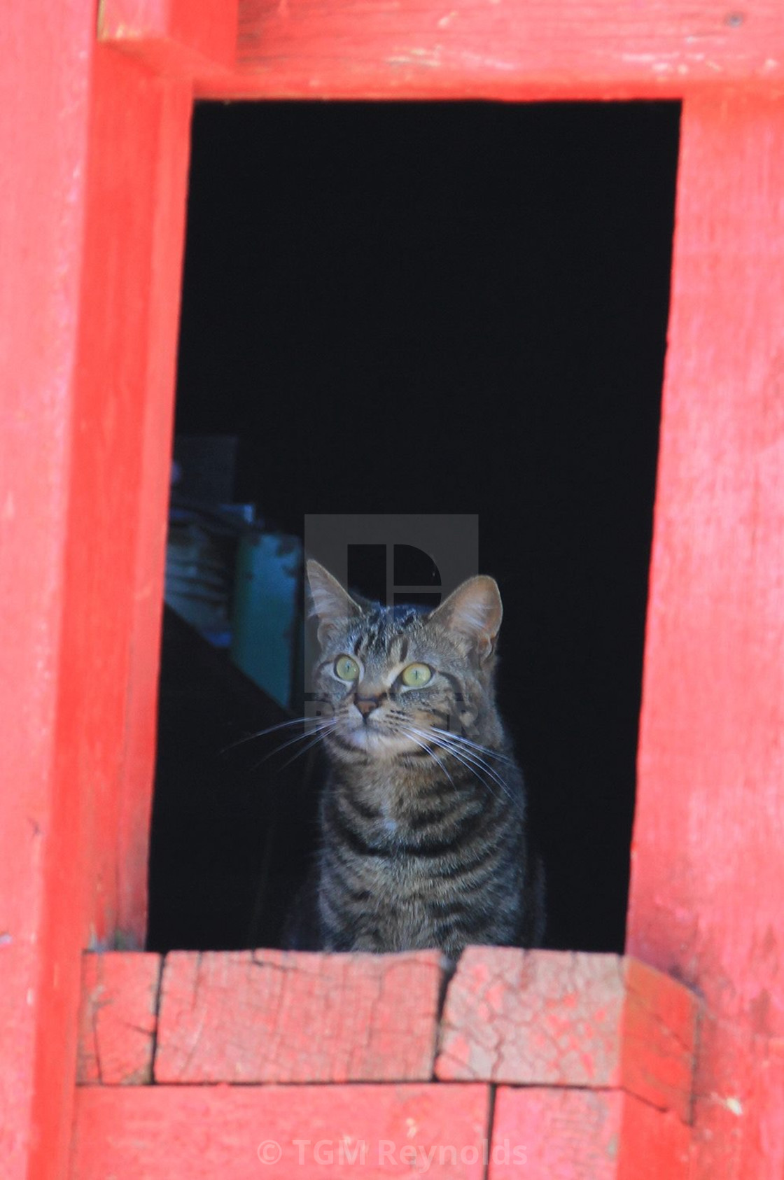 "Watching from the Barn" stock image