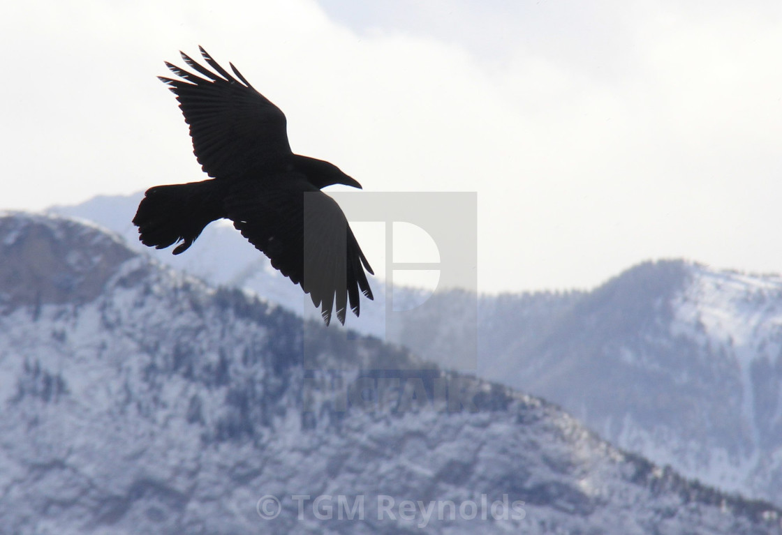 "American Raven in the Mountains" stock image