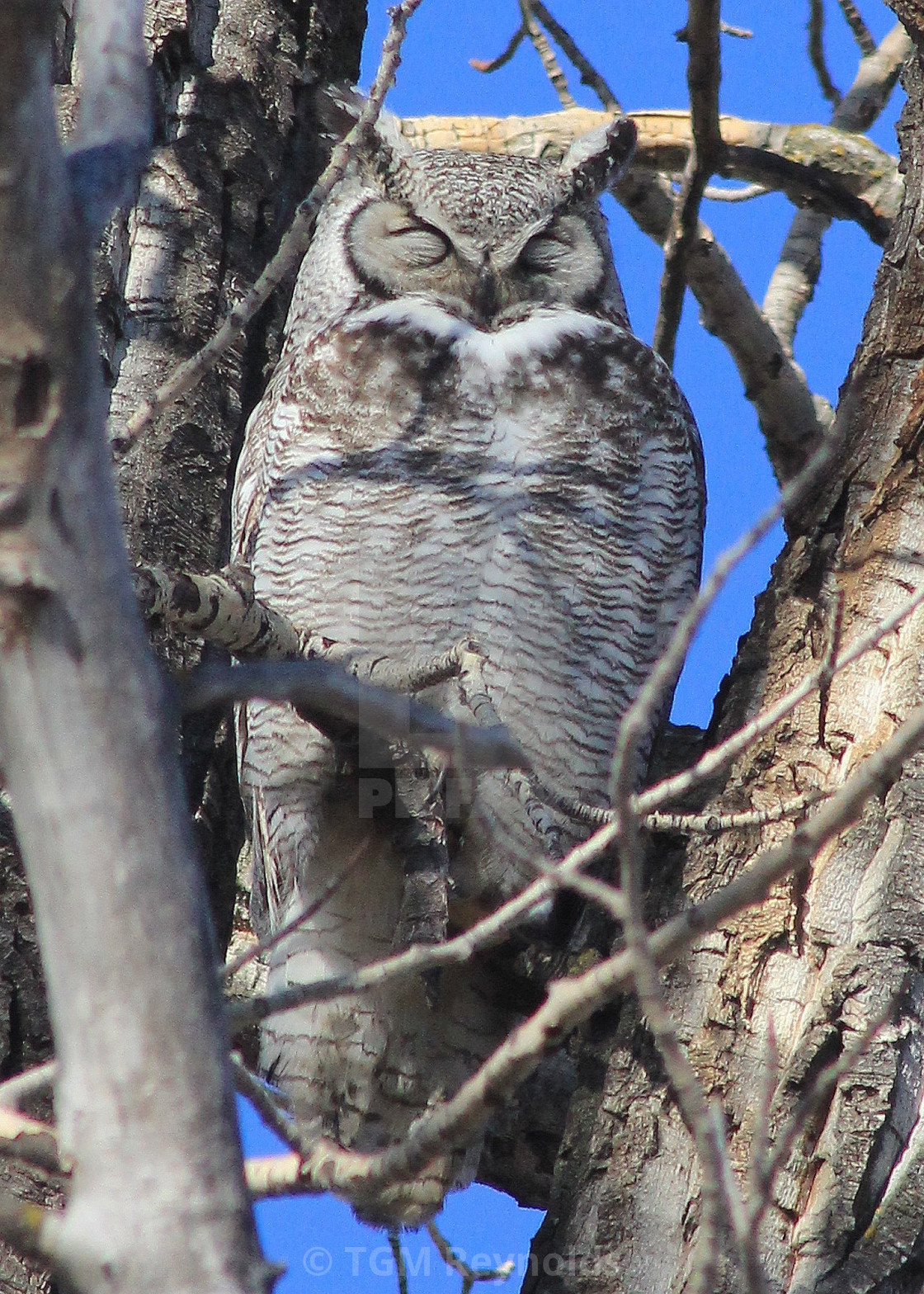 "Sleeping Owl" stock image