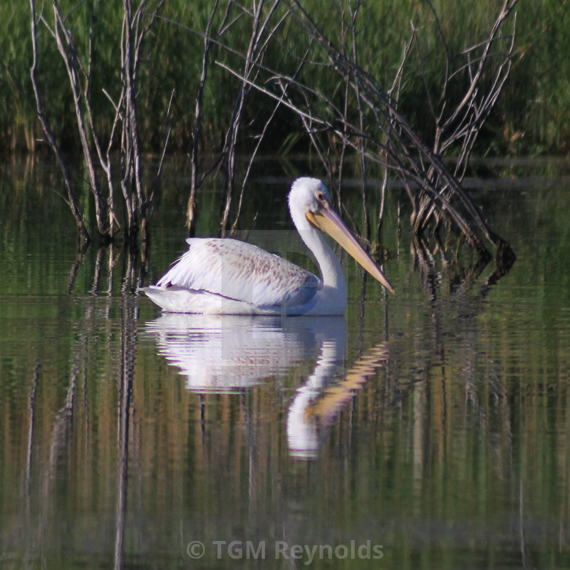 "American White Pelican" stock image