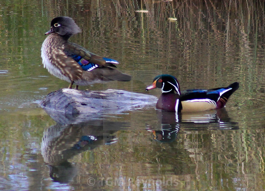 "Wood Duck pair" stock image