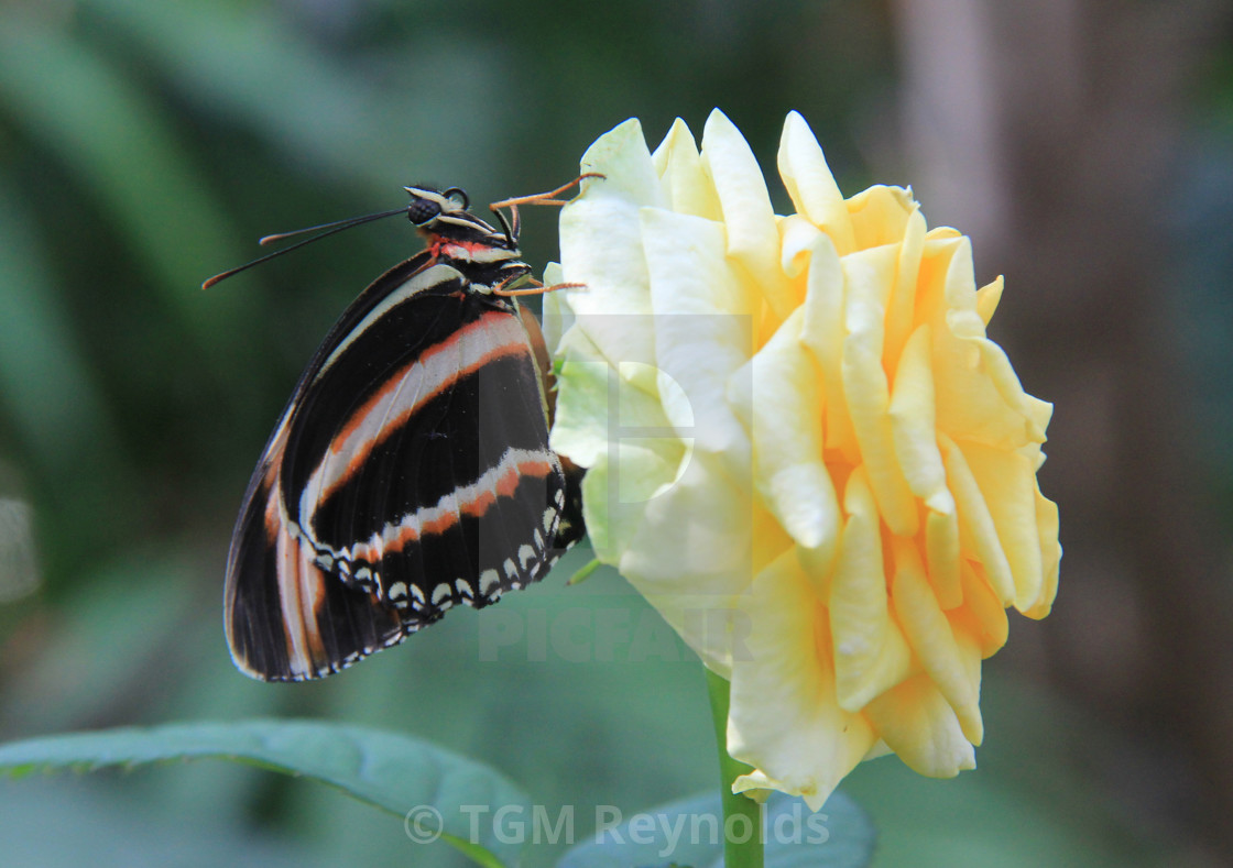 "Butterfly on a Rose" stock image