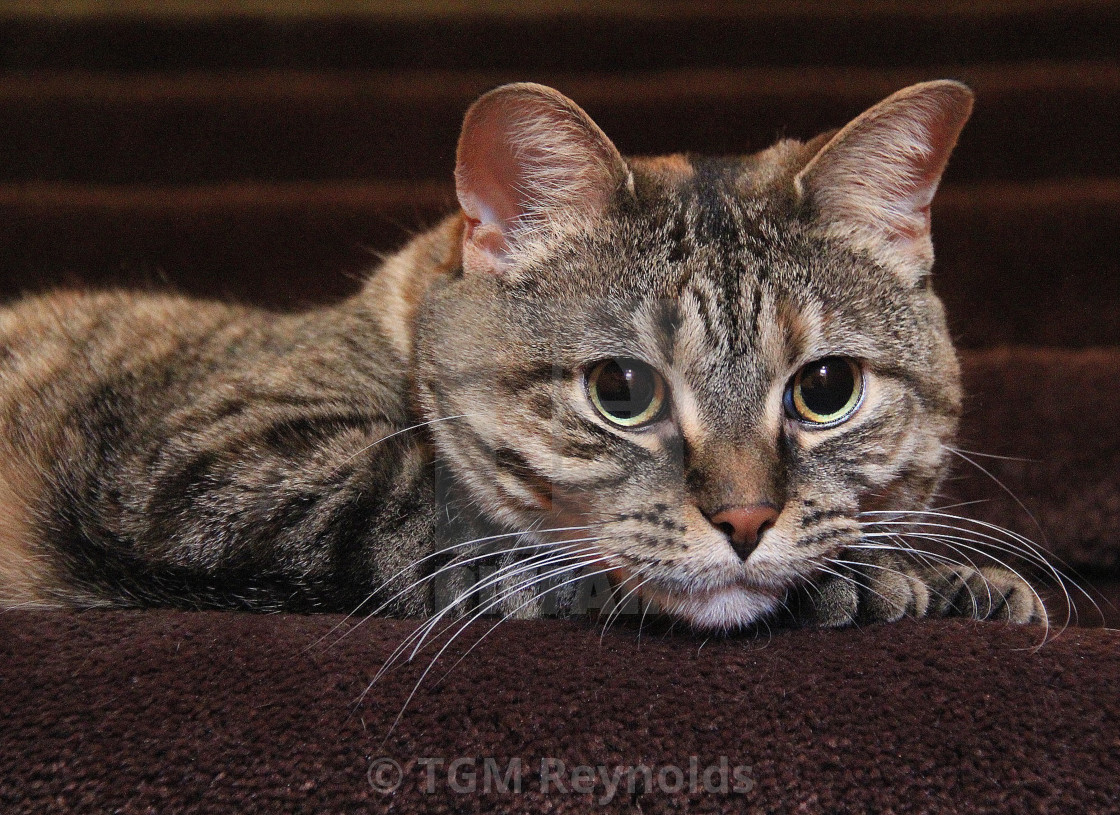 "Cat watching from the stairs" stock image