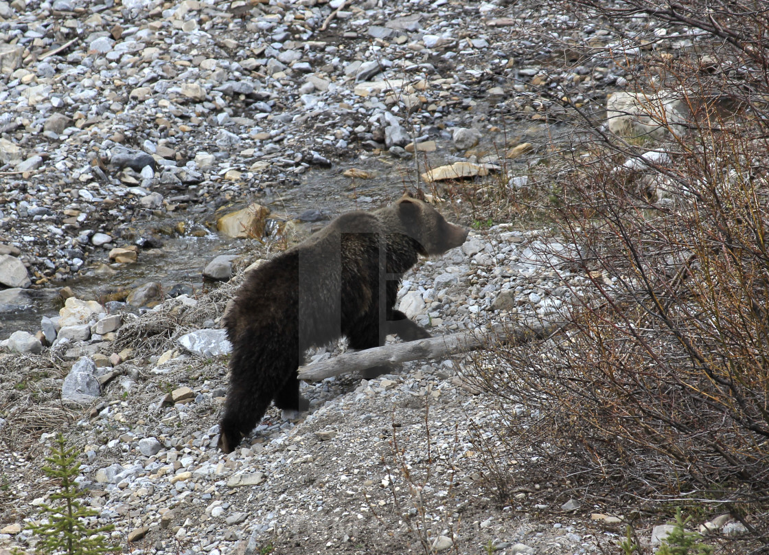 "Kananaskis Grizzly Bear" stock image