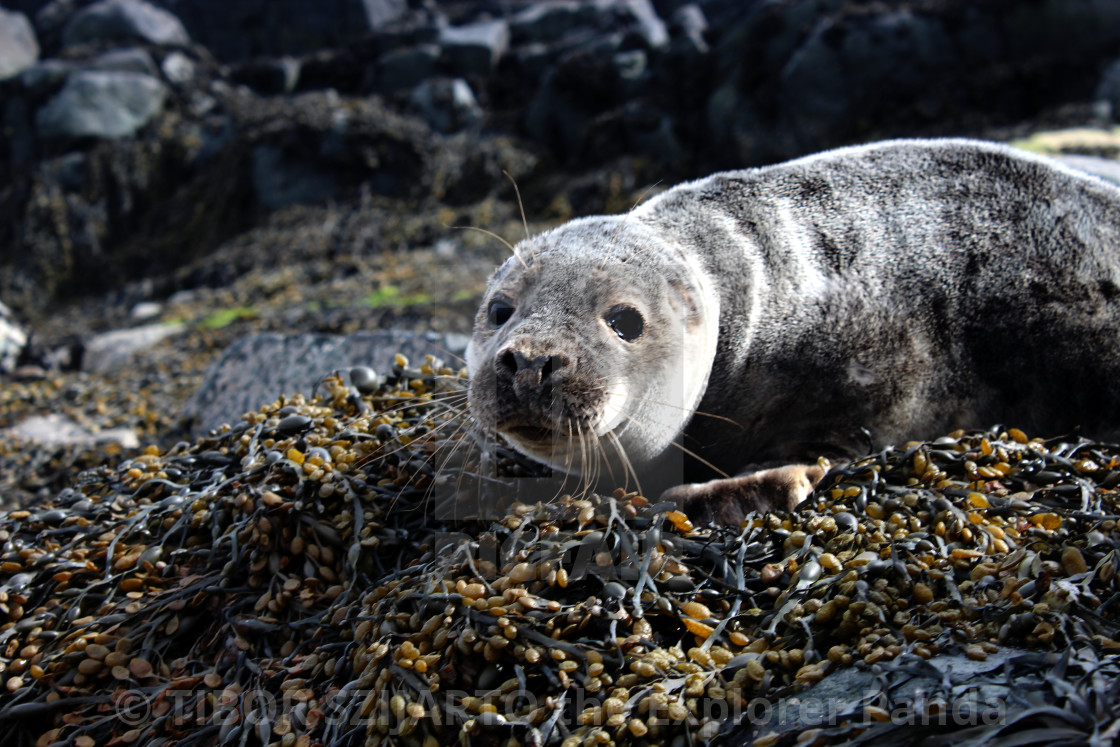 "Seal buddy portrait at Isla of May #6" stock image