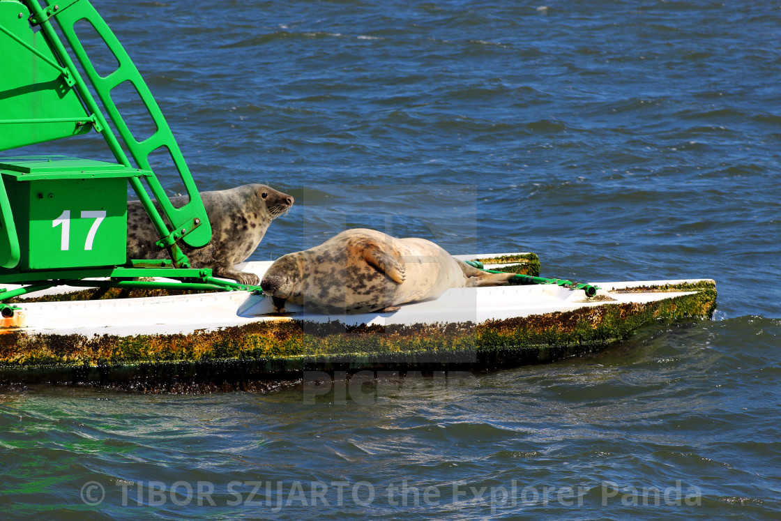 "Lazy seals on the buoy in the shipping lane #1" stock image