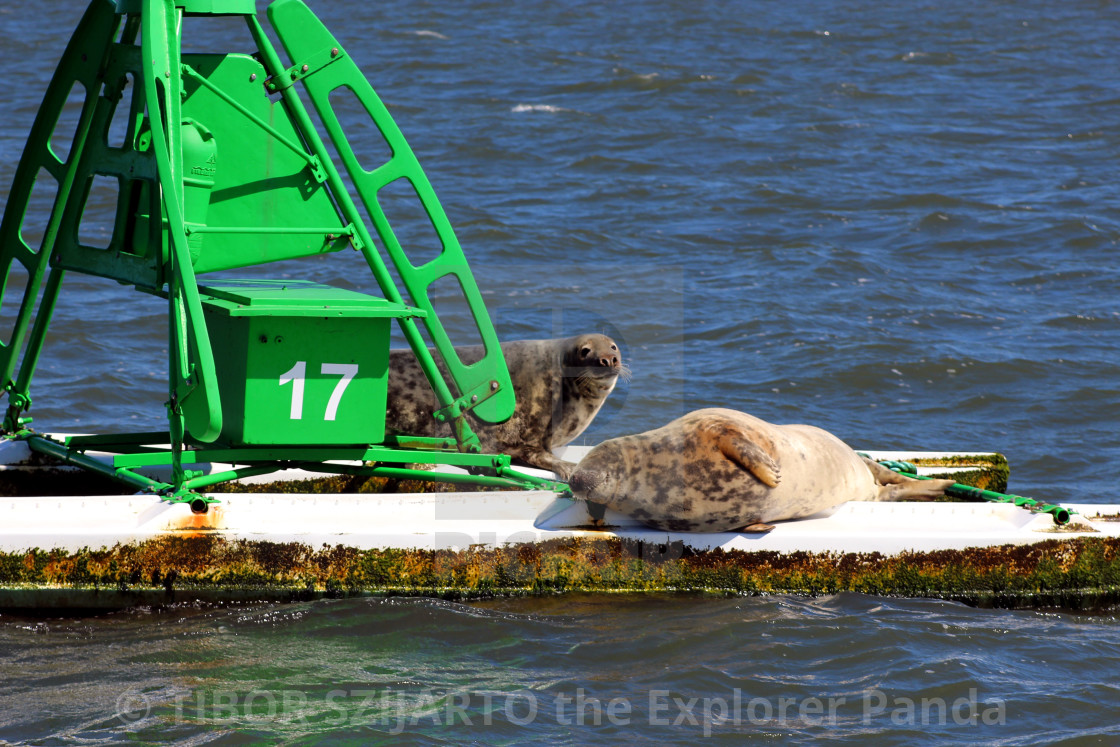 "Lazy seals on the buoy in the shipping lane #2" stock image