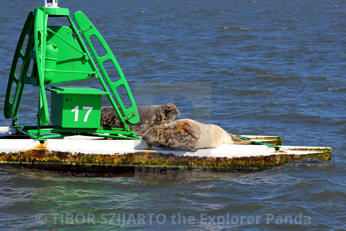 "Lazy seals on the buoy in the shipping lane #4" stock image