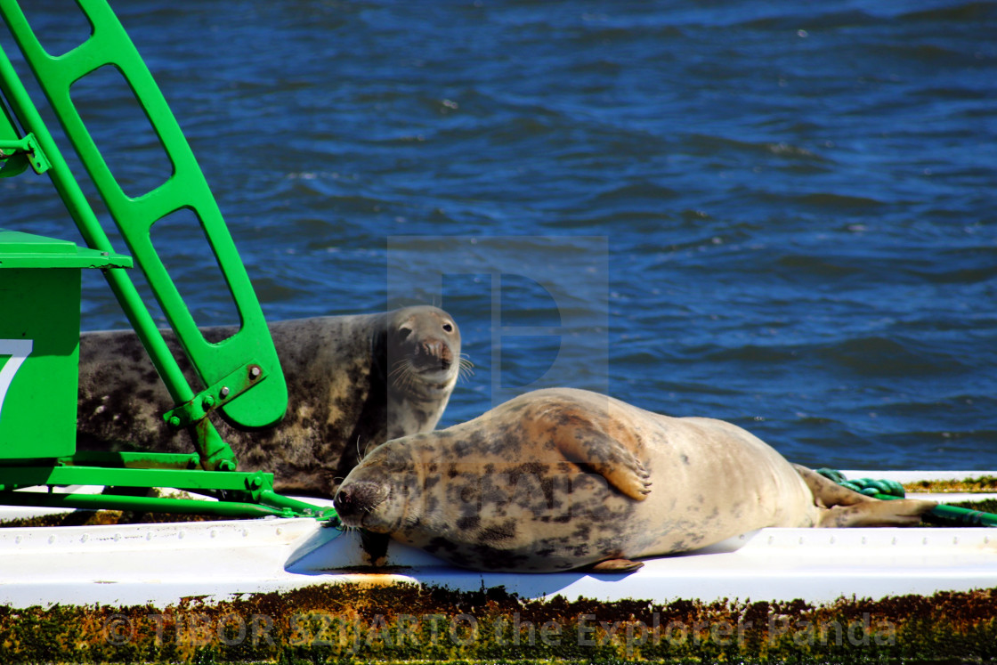 "Lazy seals on the buoy in the shipping lane #3" stock image