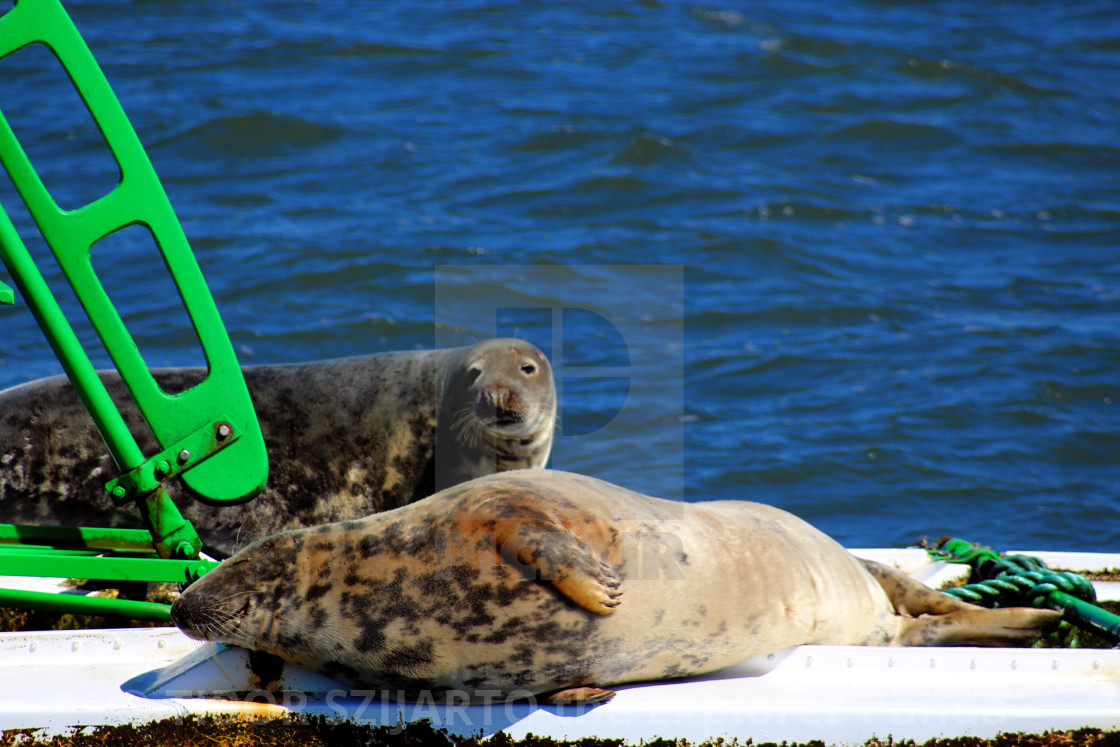 "Lazy seals on the buoy in the shipping lane #6" stock image