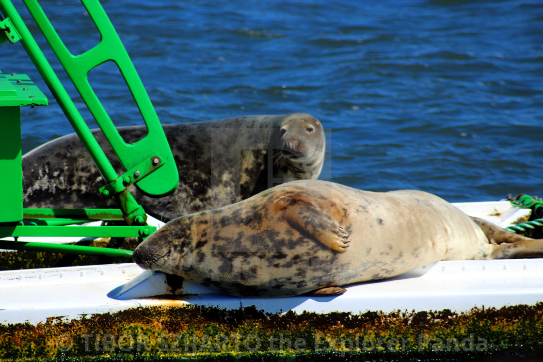 "Lazy seals on the buoy in the shipping lane #7" stock image