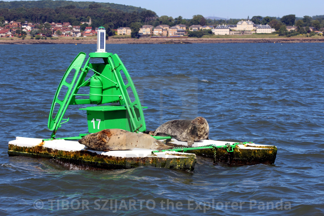 "Lazy seals on the buoy in the shipping lane #12" stock image