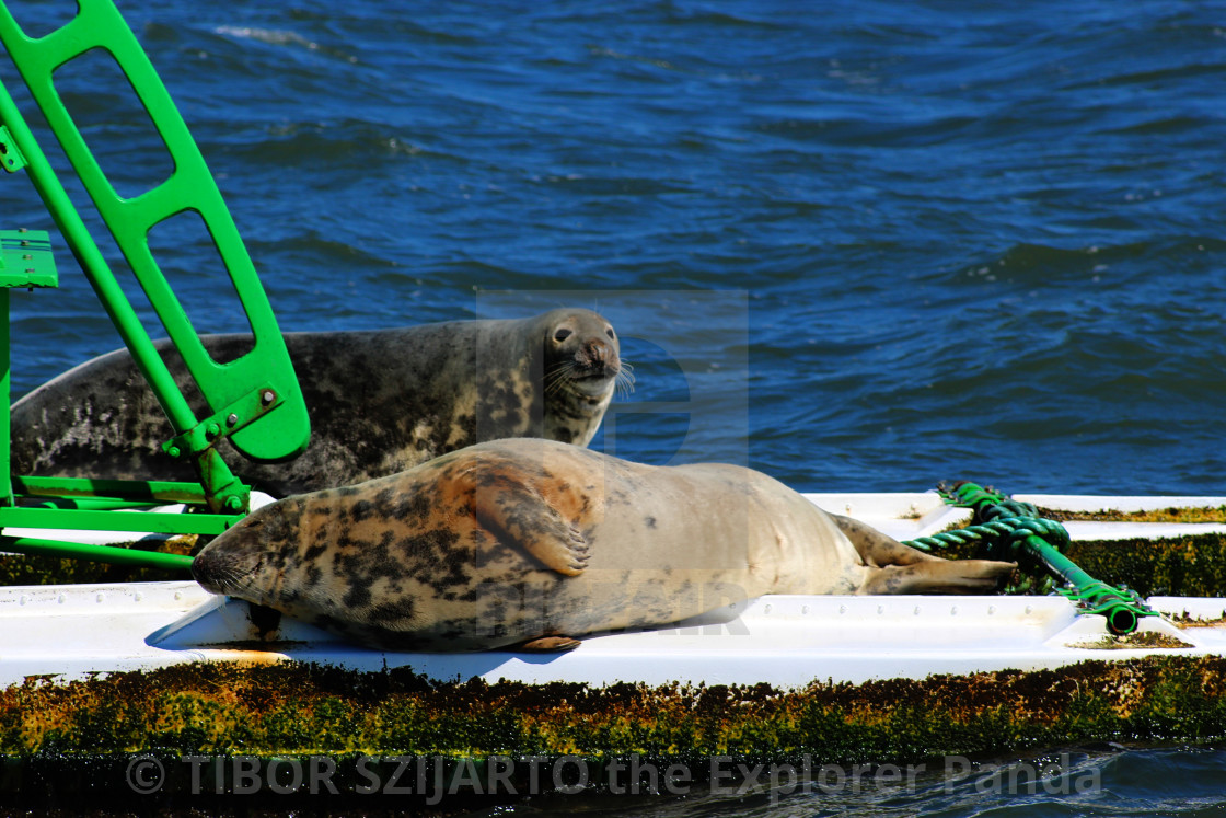 "Lazy seals on the buoy in the shipping lane #8" stock image