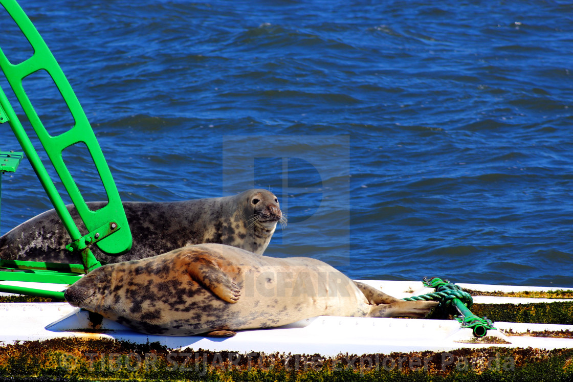 "Lazy seals on the buoy in the shipping lane #9" stock image