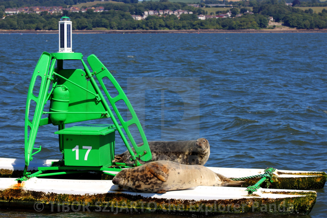 "Lazy seals on the buoy in the shipping lane #10" stock image