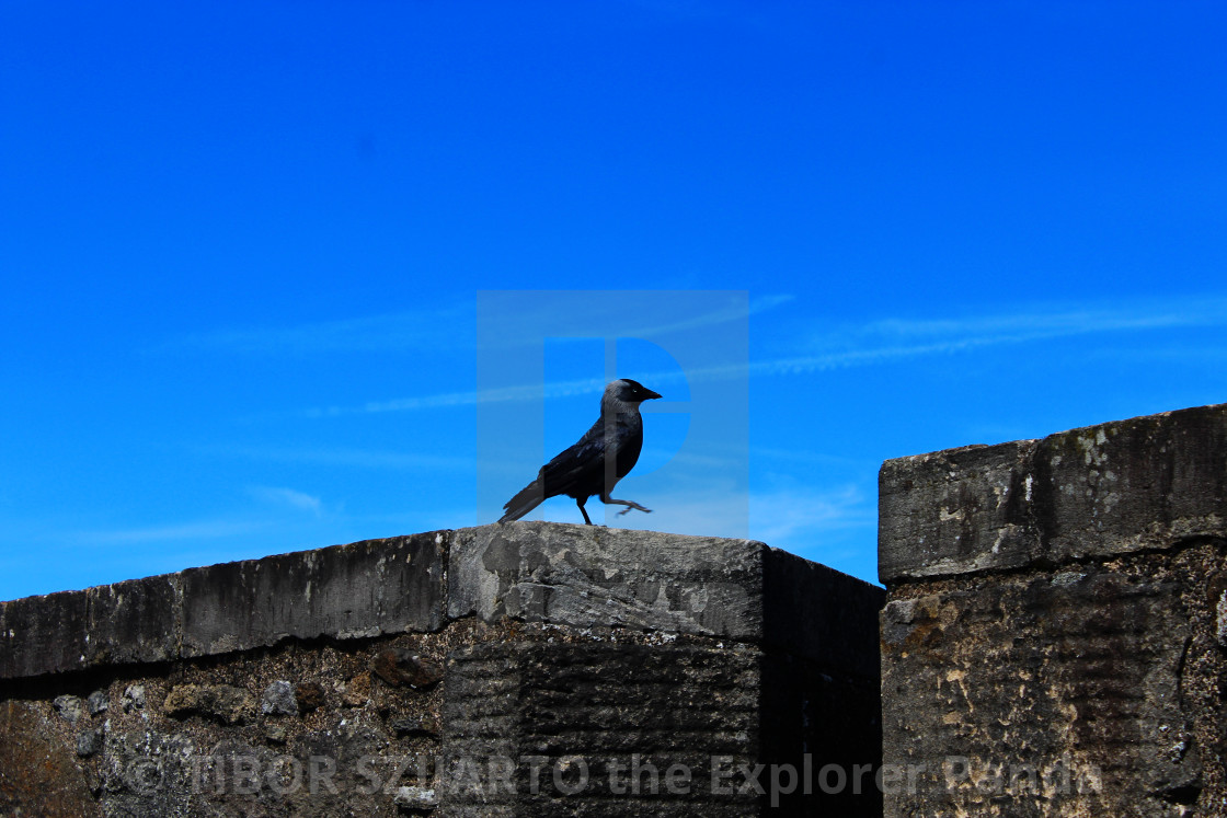 "The pride of Scotland, Stirling Castle #7" stock image