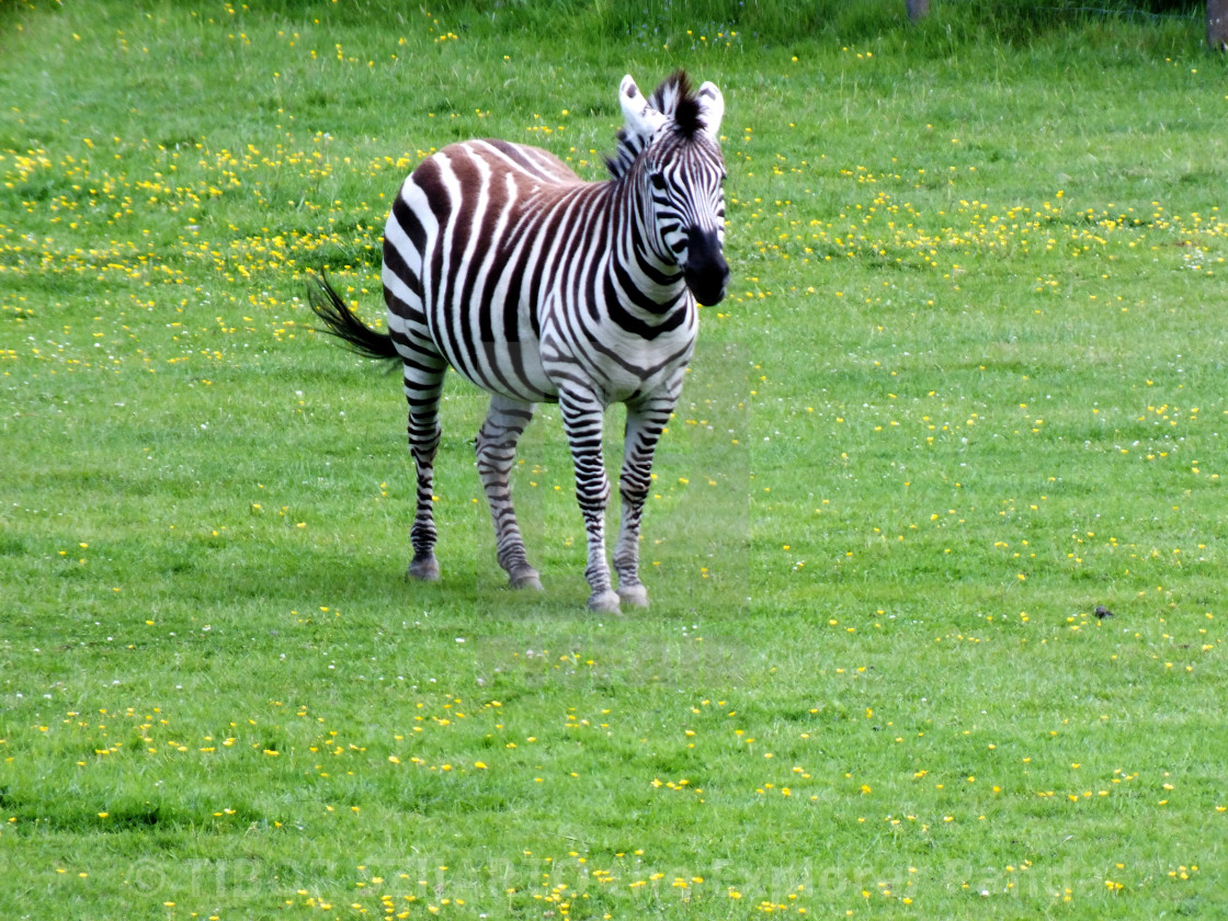 "A zebra on the pasture #1" stock image