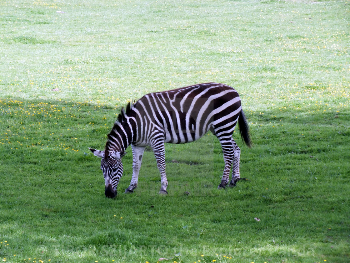 "A zebra on the pasture #3" stock image