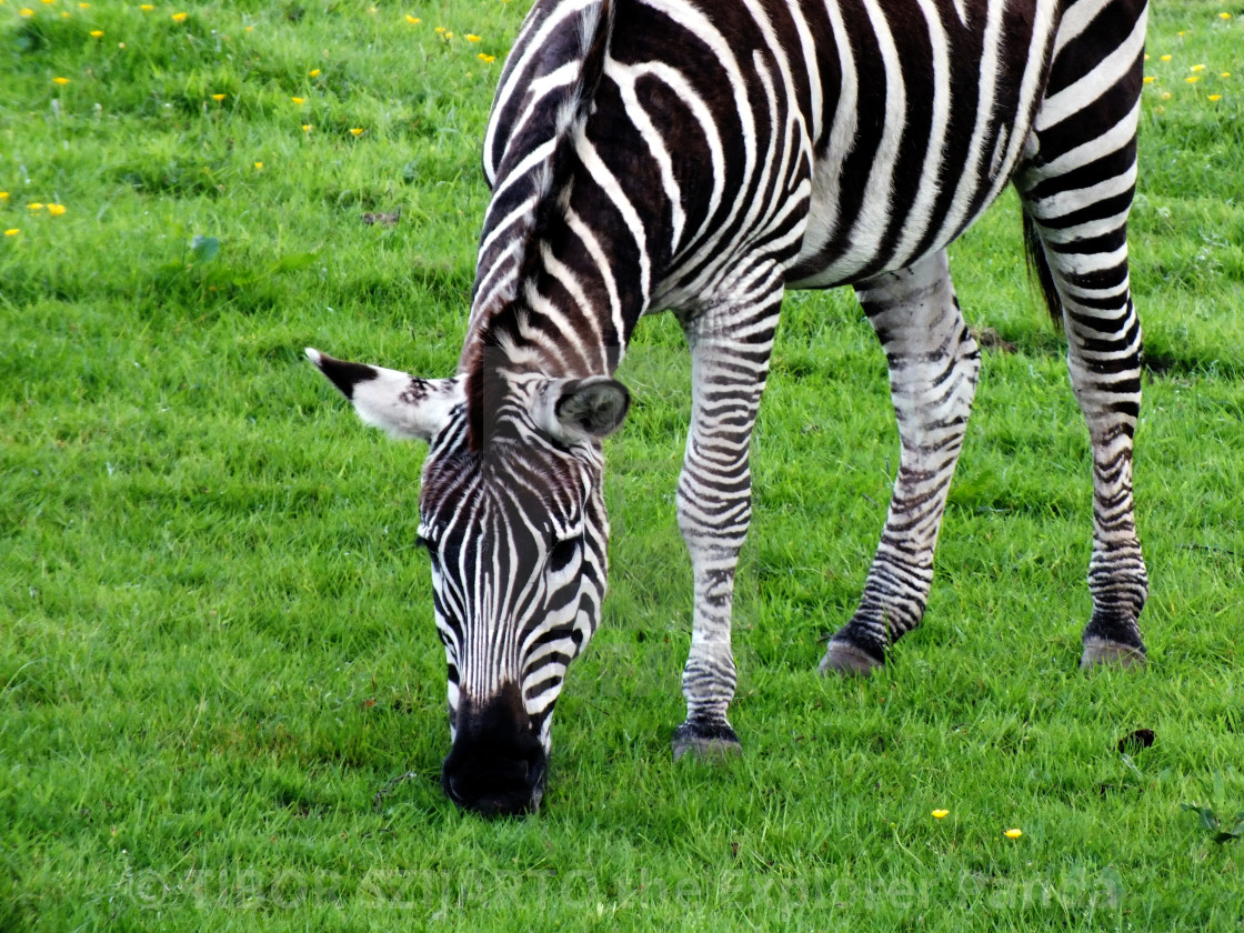 "A zebra on the pasture #6" stock image