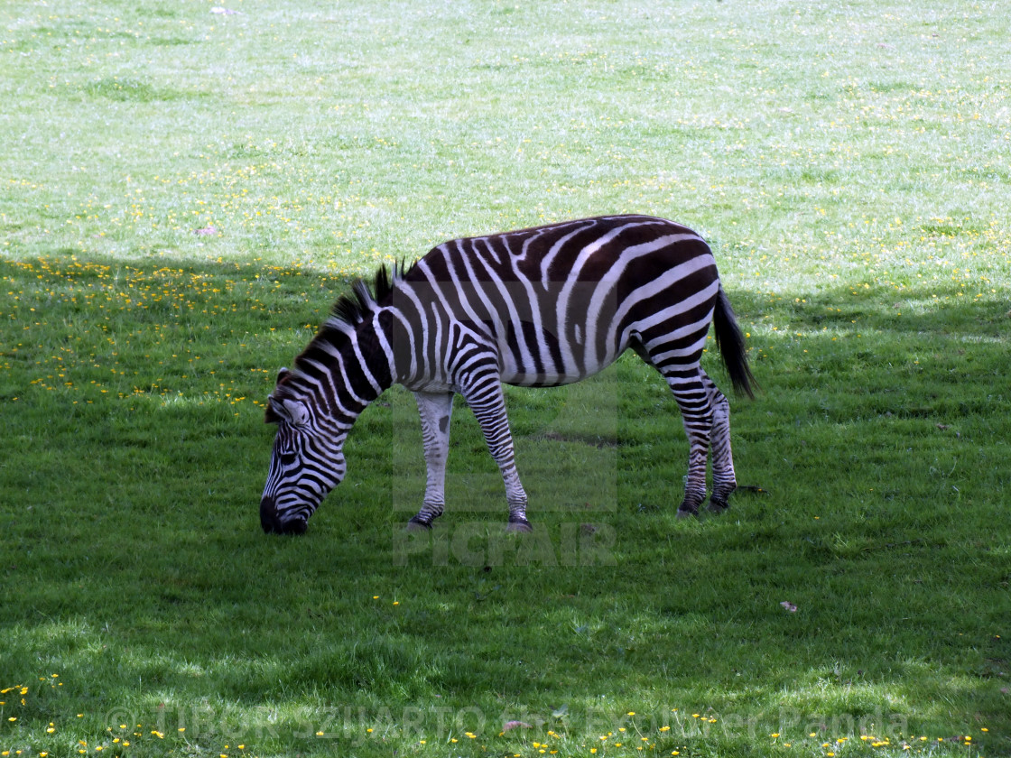 "A zebra on the pasture #4" stock image