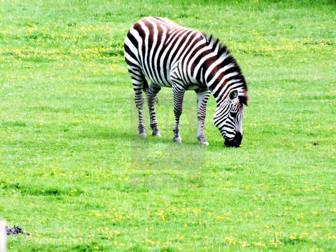 "A zebra on the pasture #2" stock image