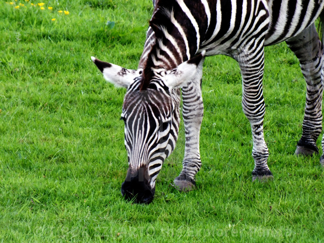 "A zebra on the pasture #7" stock image