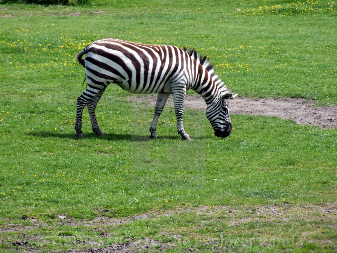 "A zebra on the pasture #8" stock image