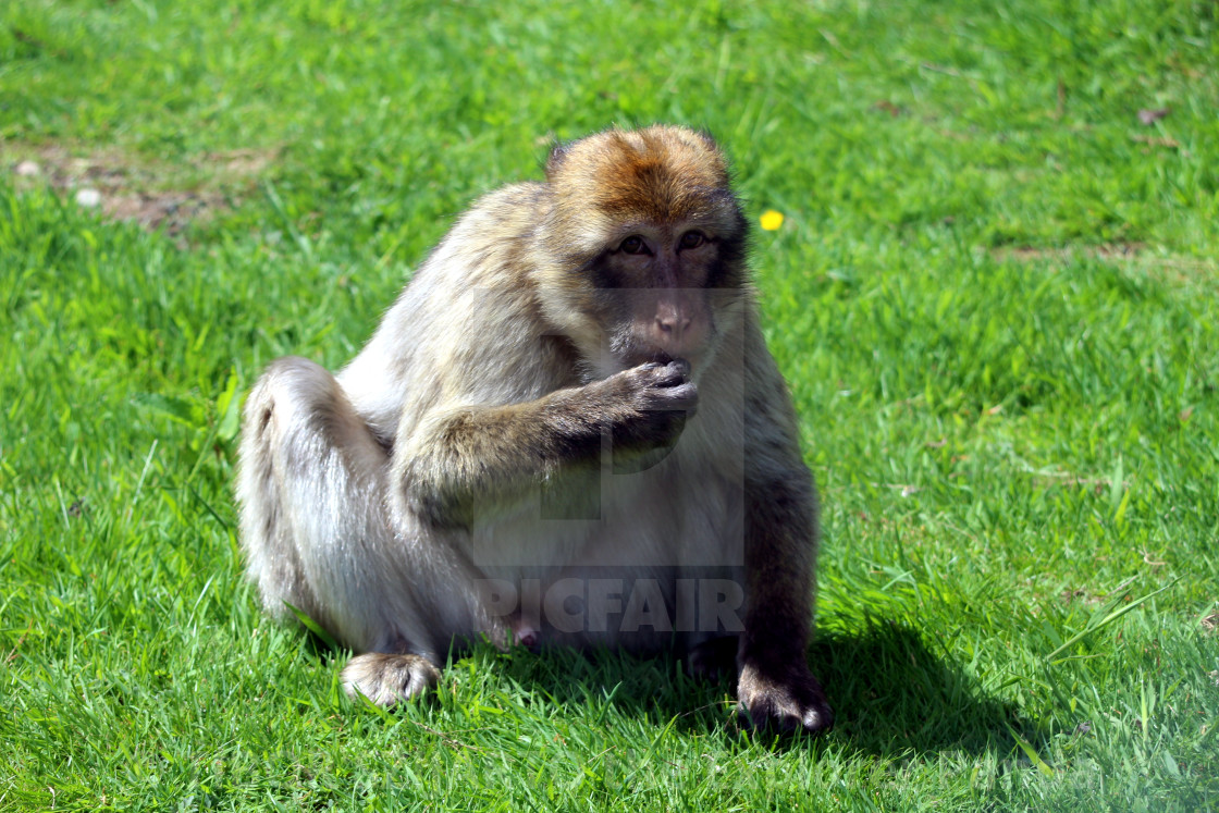 "Yes, the mischievous macaque #1" stock image