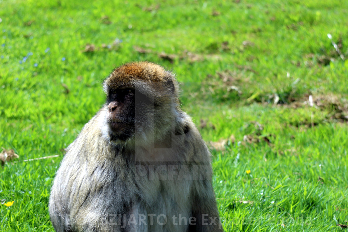 "Yes, the mischievous macaque #6" stock image