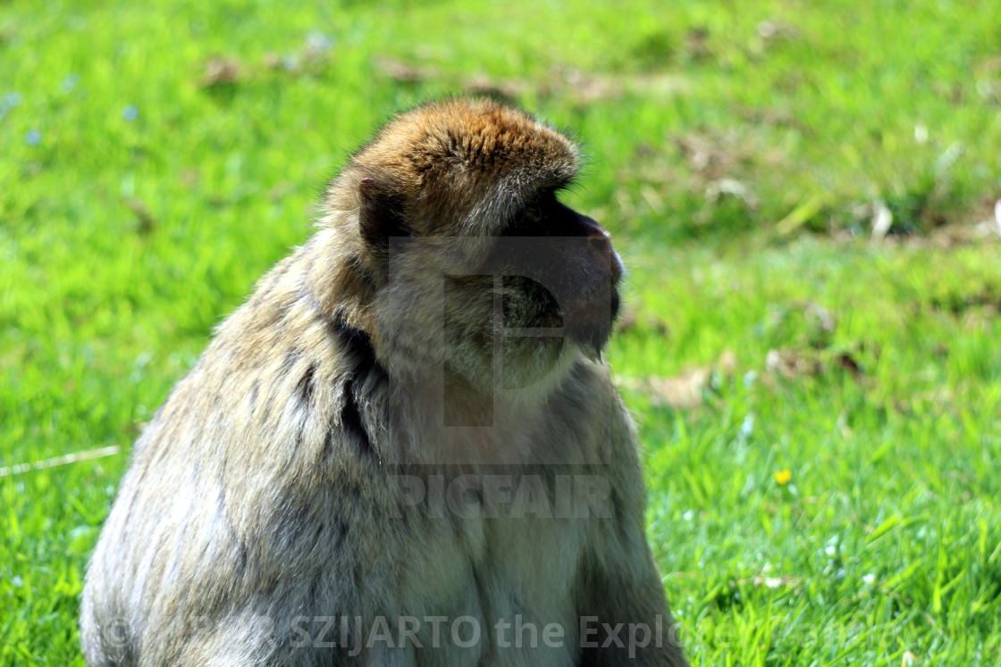 "Yes, the mischievous macaque #5" stock image