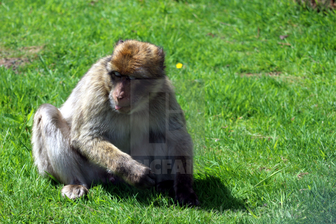 "Yes, the mischievous macaque #3" stock image