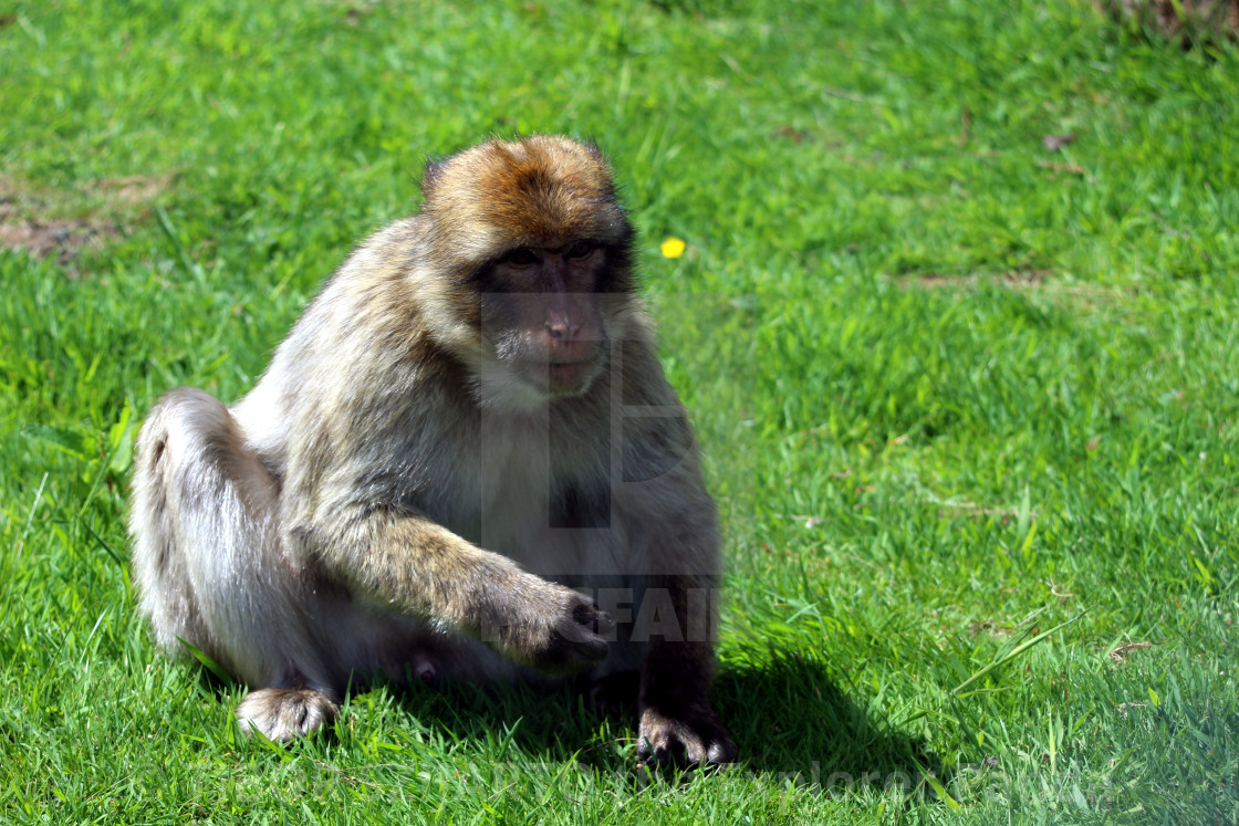 "Yes, the mischievous macaque #2" stock image