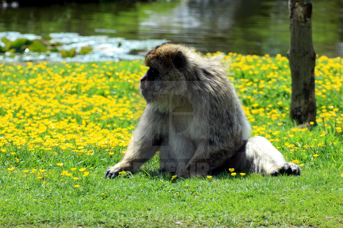 "Yes, the mischievous macaque #8" stock image