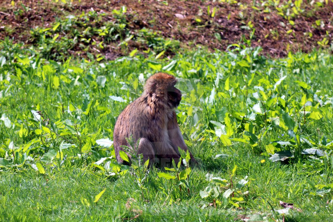 "Yes, the mischievous macaque #4" stock image