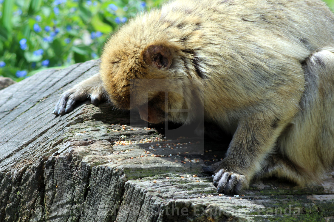 "Yes, the mischievous macaque #11" stock image