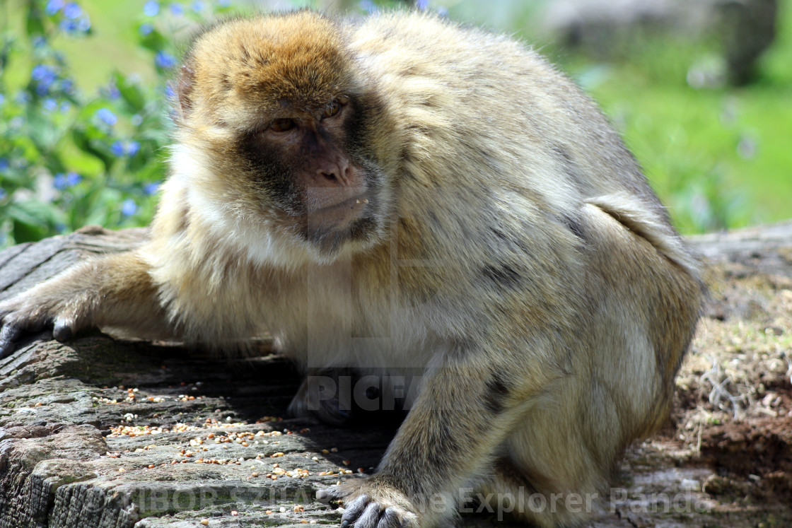 "Yes, the mischievous macaque #12" stock image