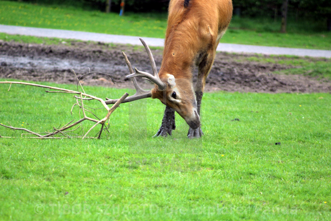 "Unsuccessful hiding #3" stock image