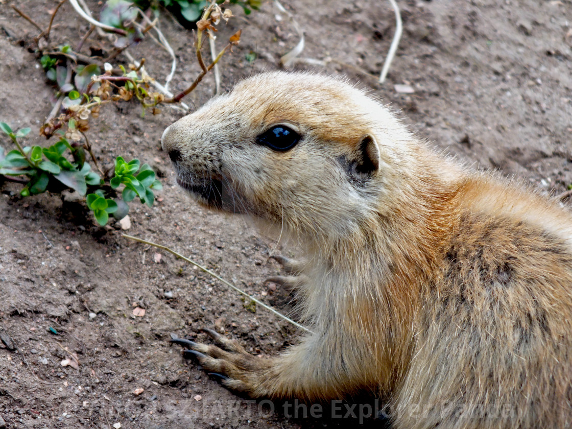 "A day in the Prairie Dogs Land # 22" stock image