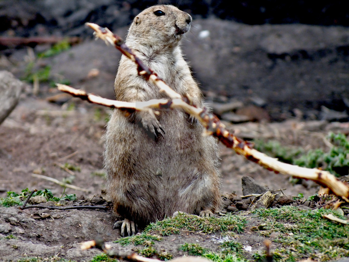 "A day in the Prairie Dogs Land # 28" stock image