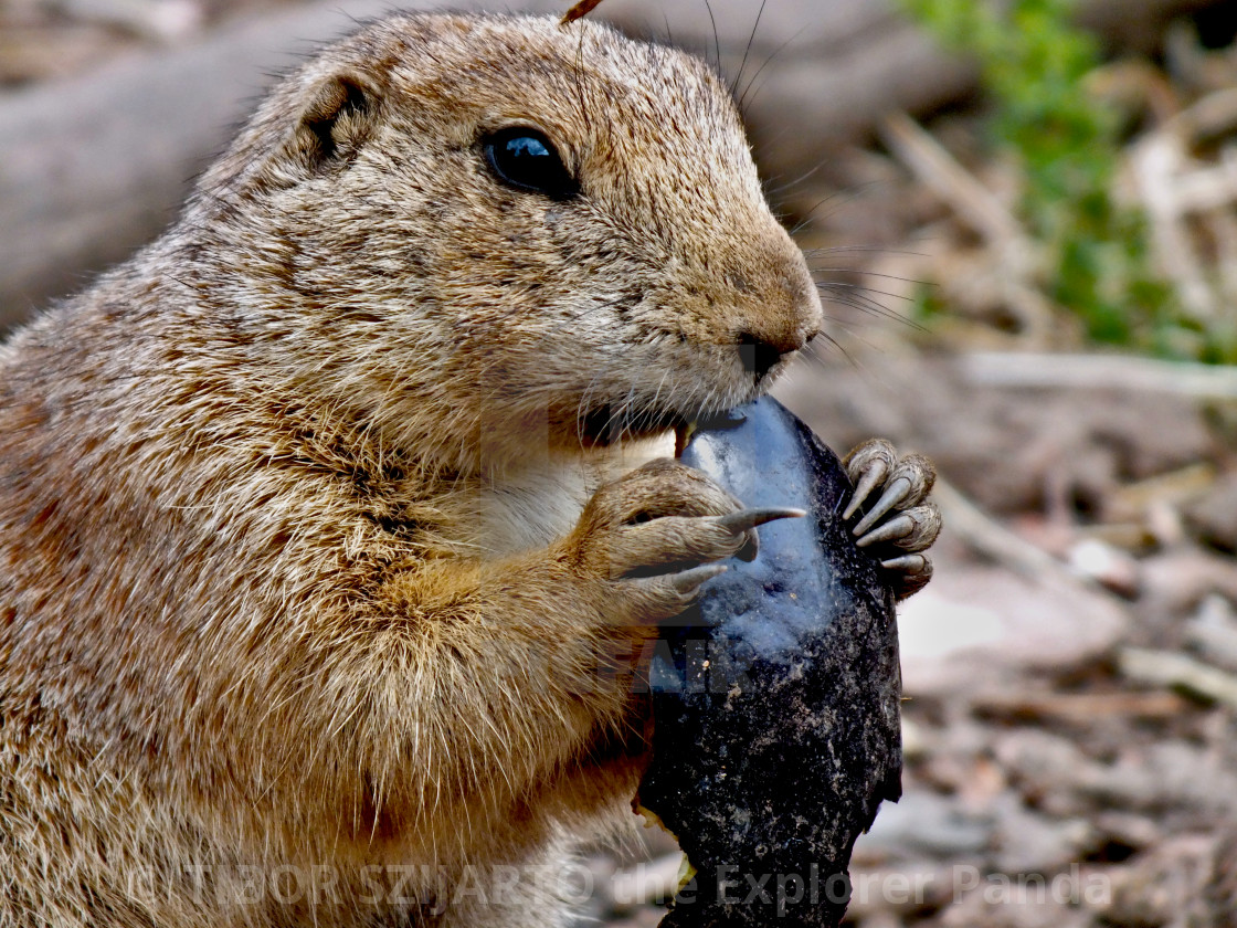 "A day in the Prairie Dogs Land # 30" stock image