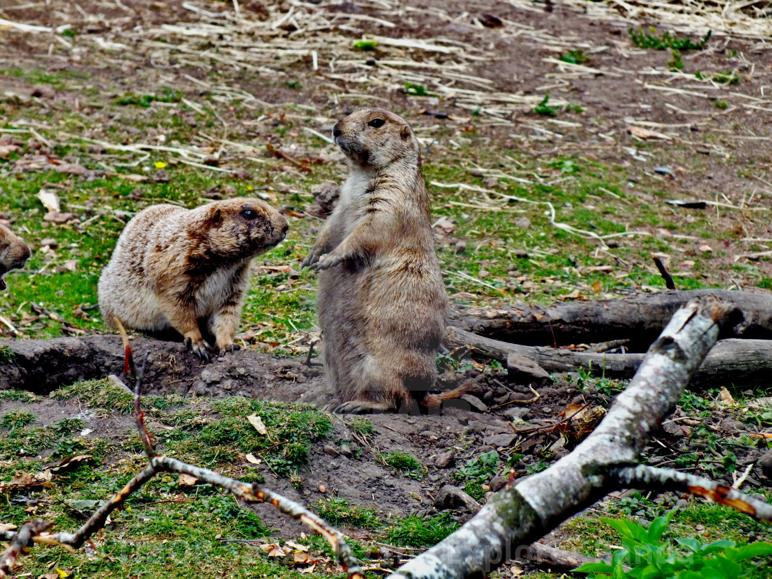 "A day in the Prairie Dogs Land # 26" stock image