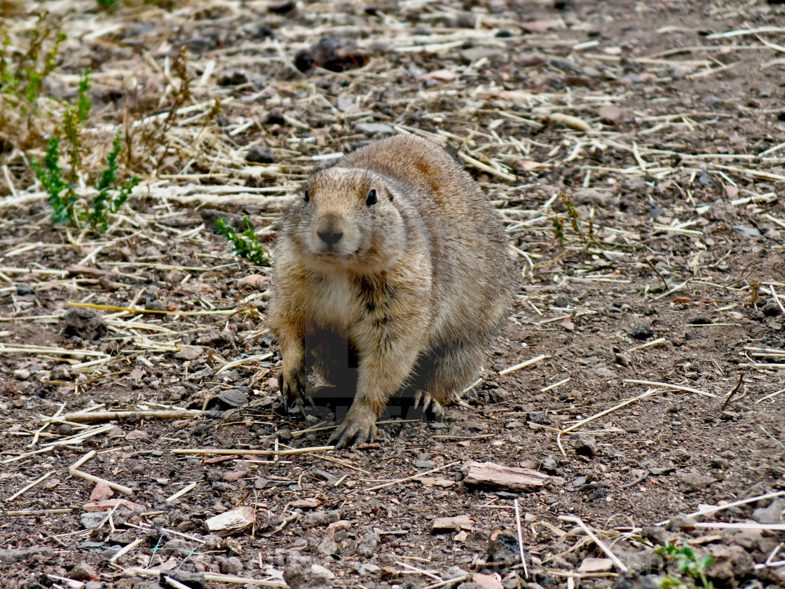 "A day in the Prairie Dogs Land # 21" stock image