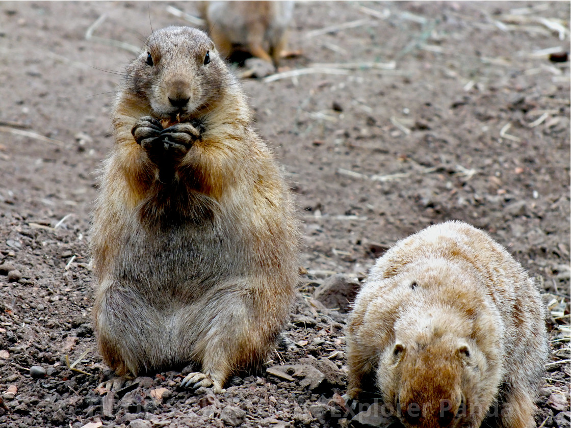 "A day in the Prairie Dogs Land # 20" stock image