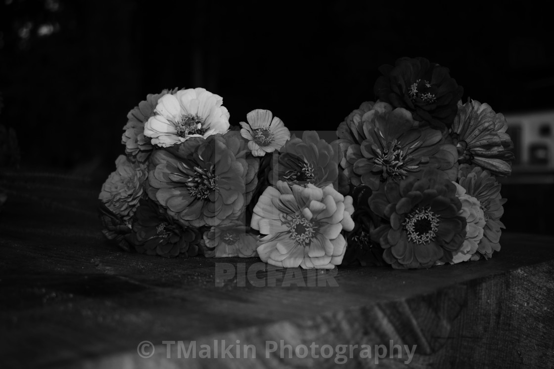 "Zinnias B&W Oct 2020" stock image