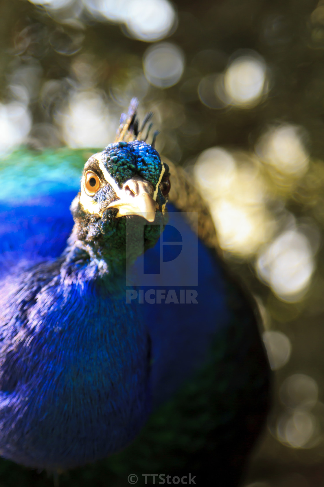 "Angry stunning blue peacock" stock image