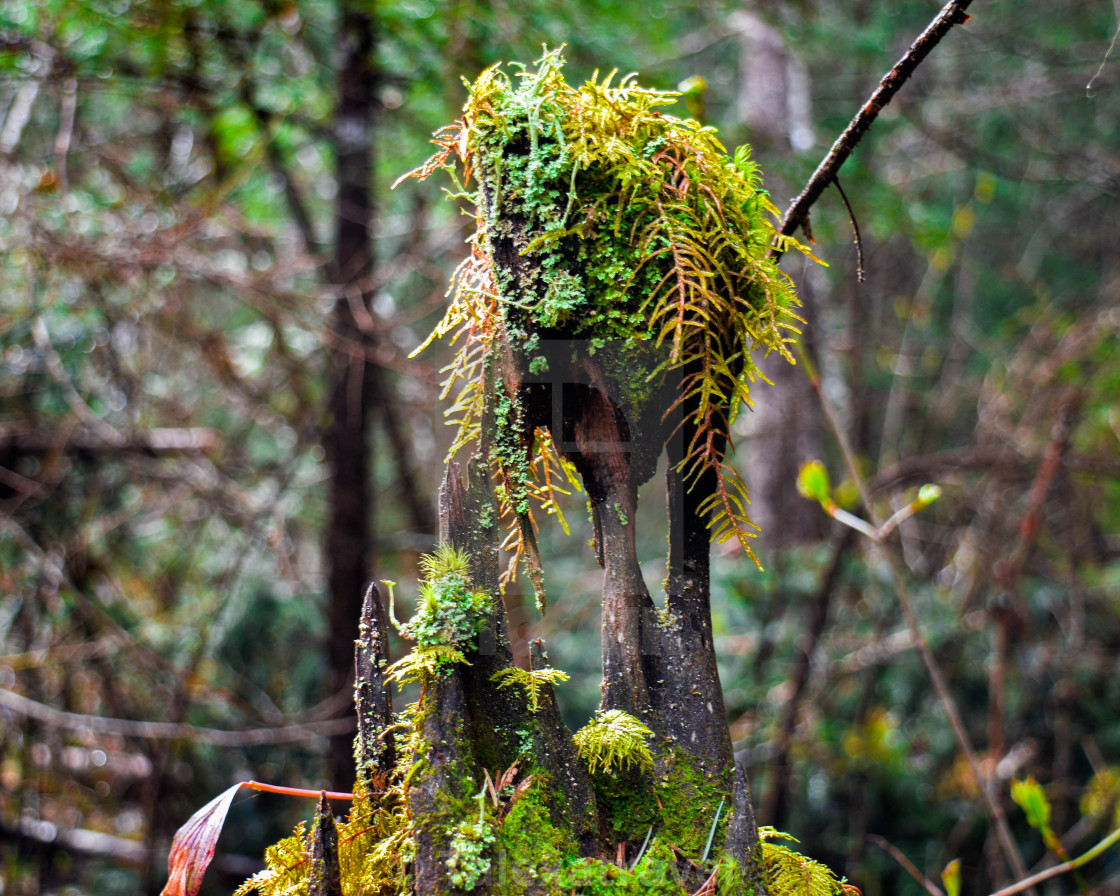 "Moss on Log" stock image