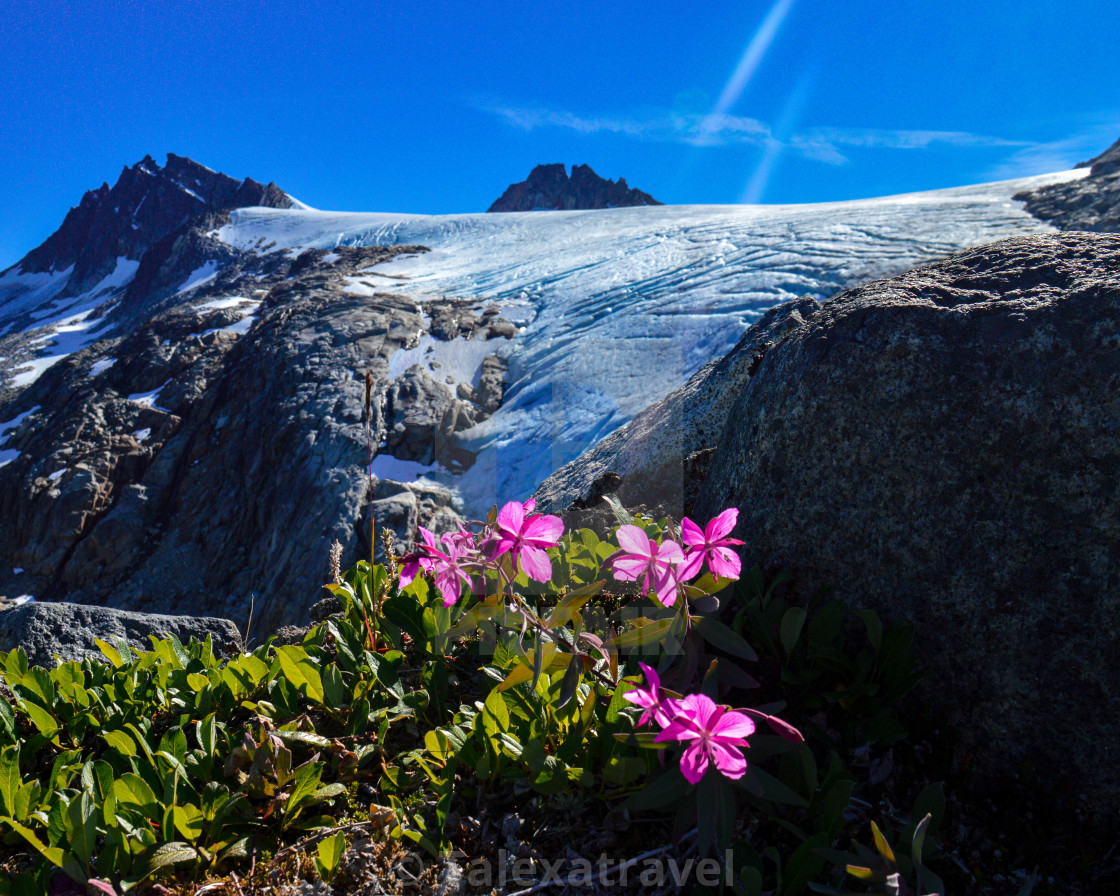 "Glacial Flowers" stock image