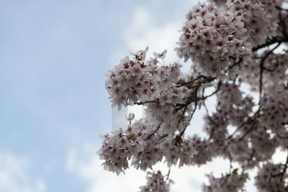 "Cherry Blossoms" stock image