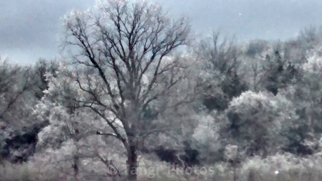 "Ice Trees" stock image